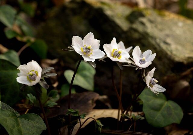 갯벌·낙조·나비·황금박쥐, 전남 함평의 매력… 순백 미소 머금고 봄나들이 나온 ‘변산아씨’