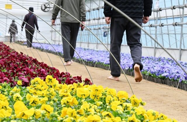 [포토 카페] 발바닥으로 읽는 봄의 첫 문장