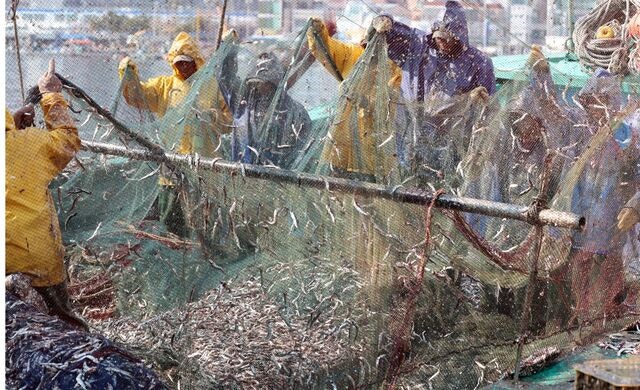 [포토] 갓 잡은 봄 멸치