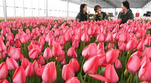 [포토] ‘120만 꽃송이의 향연’