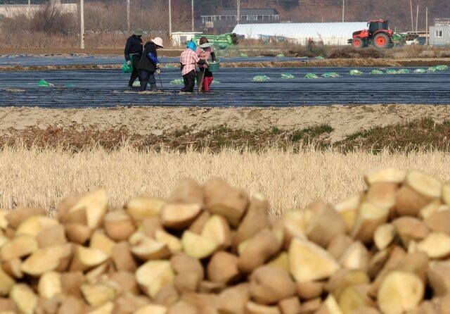 [포토] 감자 심는 분주한 손길