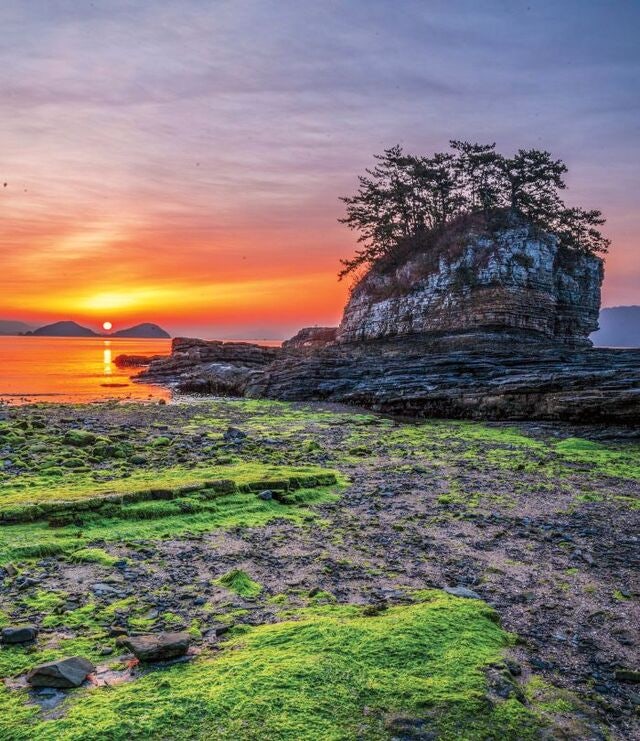 파래·야생화·매화… 다채로운 색으로 물든 경남 고성… 초록 융단 펼친 시루섬 너머 황홀한 ‘유방 일출’