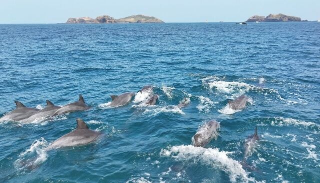 폐어구·관광선박·요트둘레길… 남방큰돌고래 생존 경고등