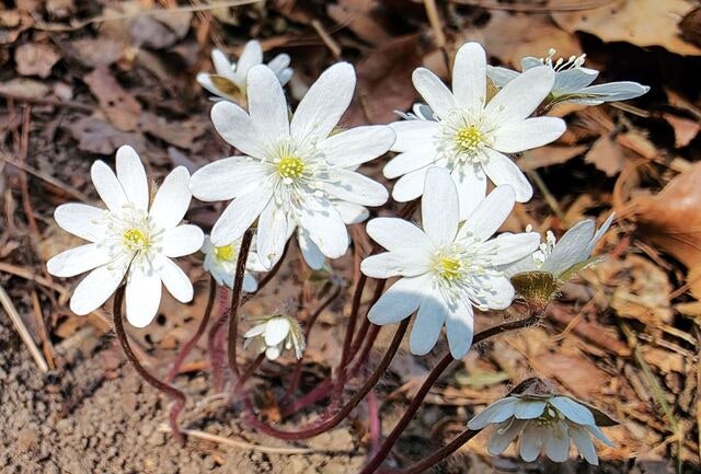 [포토] 봄의 전령, 노루귀꽃