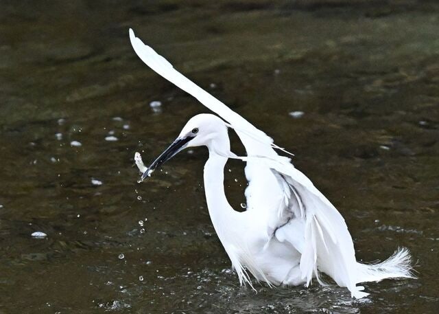 [포토 카페] 청계천의 봄
