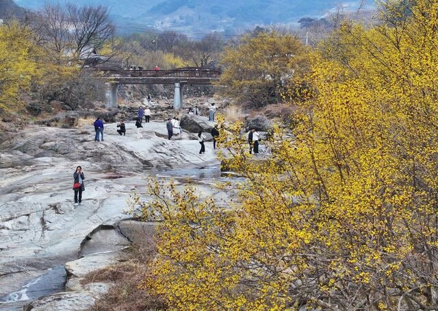 [포토] 활짝 핀 산수유꽃