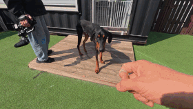 한 살 도베르만 카푸는 서울 동대문구의 애견훈련소에서 지내고 있다. 사회성이 좋고 건강에 이상이 없어 조만간 입양자를 모집할 예정이다. 전병준 기자