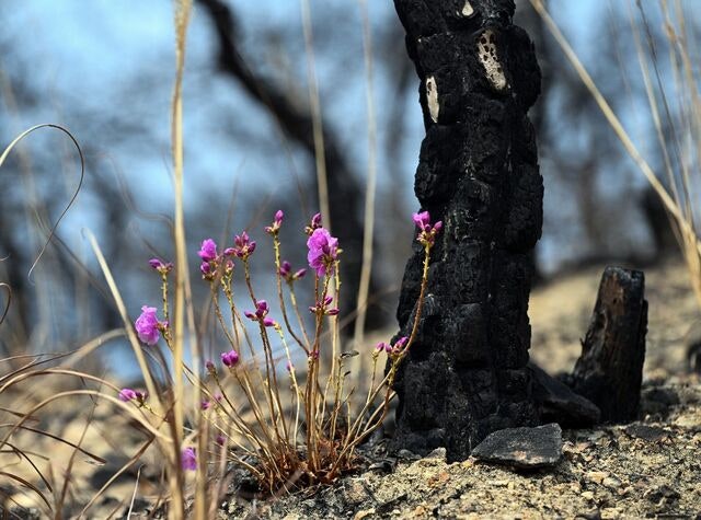 [포토 카페] 식목일 앞둔 영덕의 봄