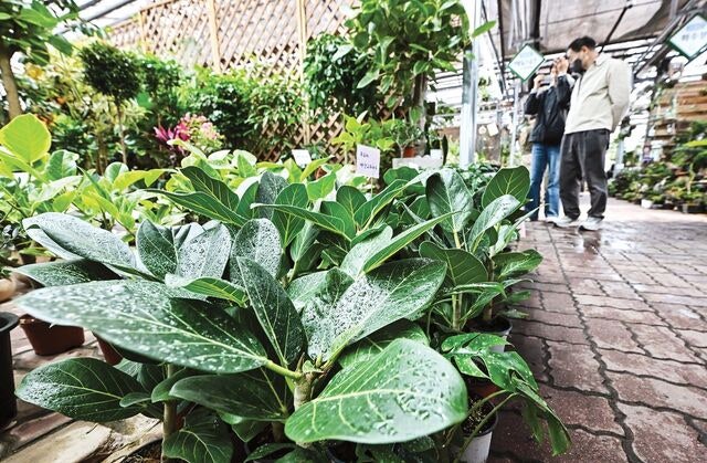 [포토] 봄 기운 ‘활짝’