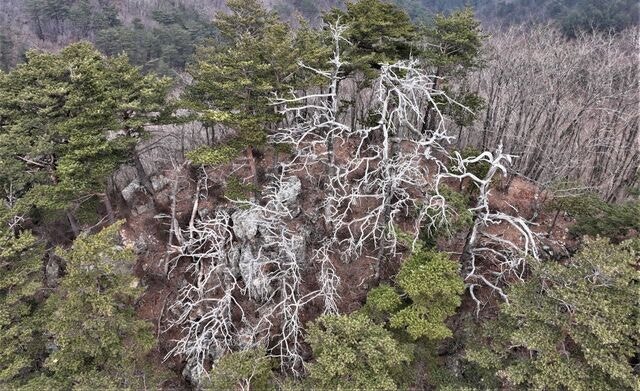 기후위기에 침엽수 멸종위기… 백두대간서 집단고사