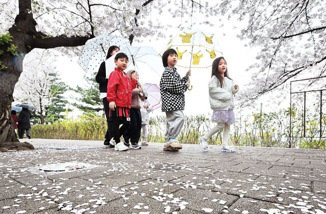 전국 곳곳에 봄비가 내린 6일 서울 영등포구 여의도 봄꽃축제를 찾은 시민들이 우산을 쓰고 길을 걷고 있다.기상청은 북서쪽 찬 공기의 영향으로 7~8일 꽃샘추위가 있어질 것으로 예보했다.권현구 기자