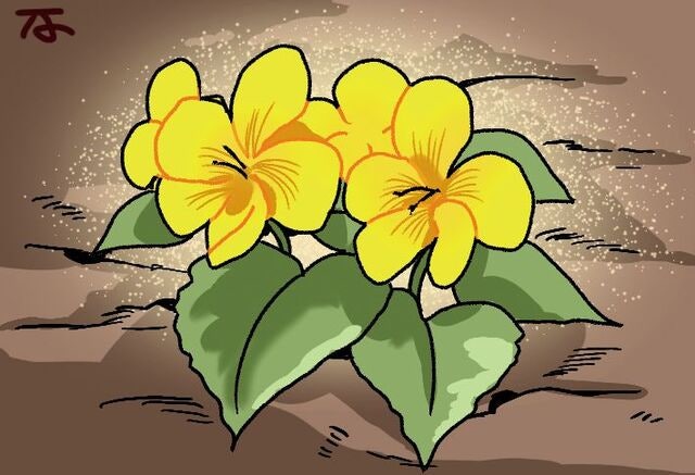 [겨자씨] 노랑제비꽃