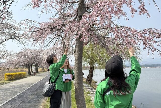 강릉 경포호 벚나무 97%는 ‘원산지 일본’
