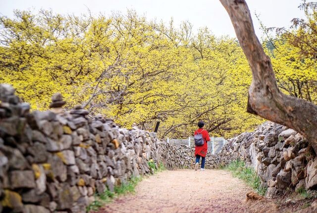 쌀·도자의 고장 경기도 이천… 노란 물감을 뿌려놓은 골목