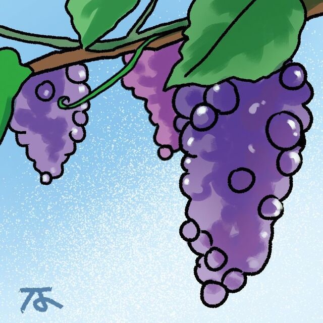 [포도밭에서 읽는 말씀] 첫 포도밭 지기 노아