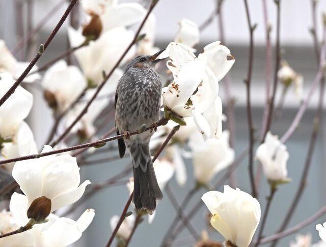 [포토 카페] “맛있는 봄”