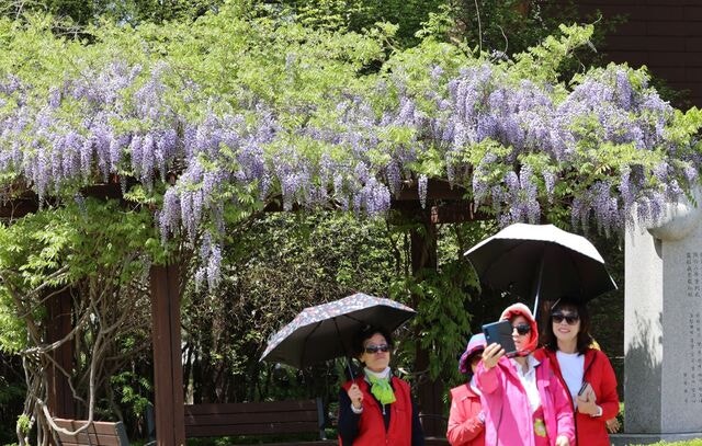 [포토] 활짝 핀 강릉의 봄