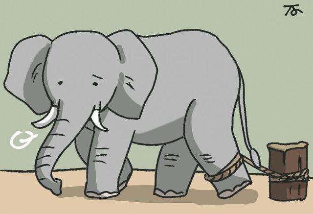 [겨자씨] 밧줄에 묶인 코끼리