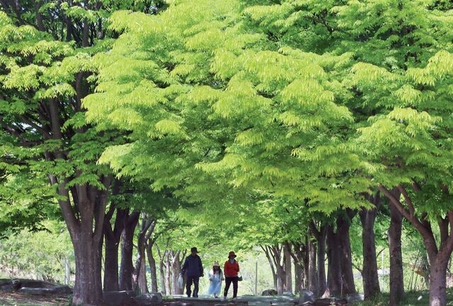 올봄, 평년보다 1.5도 뜨거웠다… 여름도 ‘역대급 폭염’ 예고