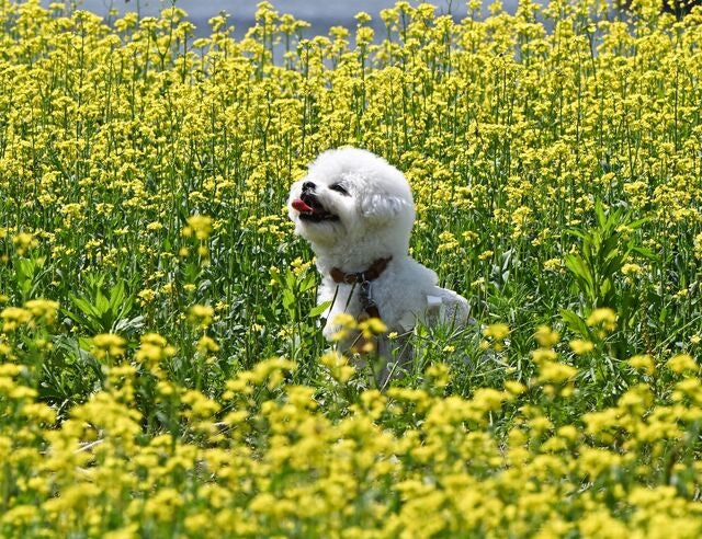 [포토 카페] 유채꽃 보다 환한 ‘꽃’개