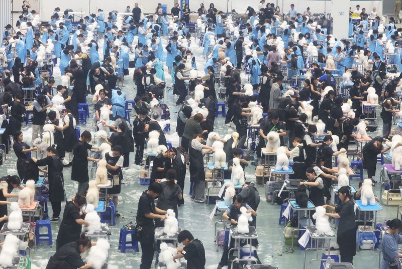 [포토] 도그쇼 애견미용 콘테스트