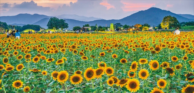 ‘천년고도’ 경북 경주 여름 꽃 나들이… 별 찾던 곳에 활짝 핀 ‘태양의 꽃’