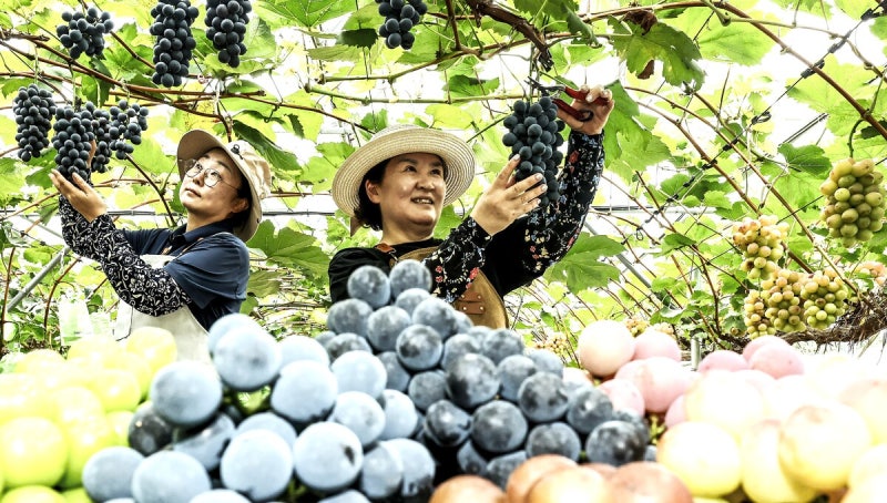 정명근 시장 “‘화성 <b>송산포도</b>’, 서해 해풍과 농업인 정성 담긴 최고...