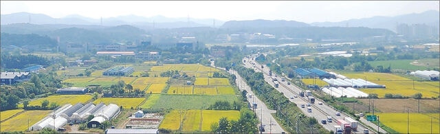 지난 30일 경기도 용인시 처인구 덕성일반산업단지의 한 건물 옥상에서 내려다 본‘용인 반도체 국가산단’부지.추수를 앞둔 논에 노랗게 익은 벼가 빼곡하다.용인 반도체 국가산단은 약 778만㎡ 부지에 삼성전자 반