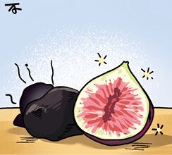 [포도밭에서 읽는 말씀] 무화과