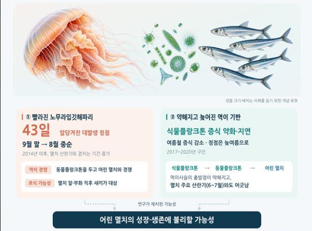 해파리 출현 1.5개월 빨라졌다...남해 멸치 어획량 25% 감소 - 뉴스 썸네일 이미지