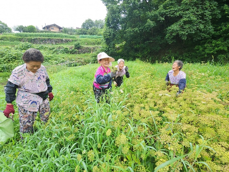 삼태리 주민들이 공유농장인 방풍밭에서 방풍씨앗을 수확하고 있다. 삼태리 밥상 밑반찬과 양념은 대부분 공유농장에서 나온다. 주말에 젊은이들이 돌아가며 반찬을 해놓으면 할매들이 국 끓이고 밥해서 마을 사람들 서른 명 가