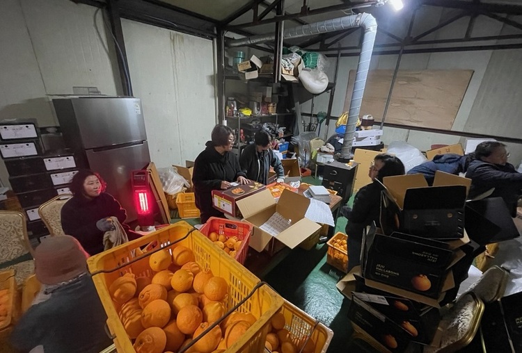 얼마 전 전국여성농민회총연합 제주도연합에서 기금 마련 행사로 한라봉 판매를 했다. 자정까지 제주여농 회원들이 한라봉 선별 포장 작업을 했다. 냉장고 옆이 김미랑 회장의 모습이다. (사진-제주여농 제공)   
