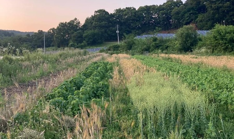 한국에서도 여성농민 생산자들을 중심으로 농생태학 텃밭 운동이 전개되고 있다. 무제초, 무농약, 비닐 대신 풀 멀칭, 작물 섞어짓기 등을 하며 땅과 생태계를 살리고, 지속가능한 농업의 미래를 일구어가고 있다. 사진은 