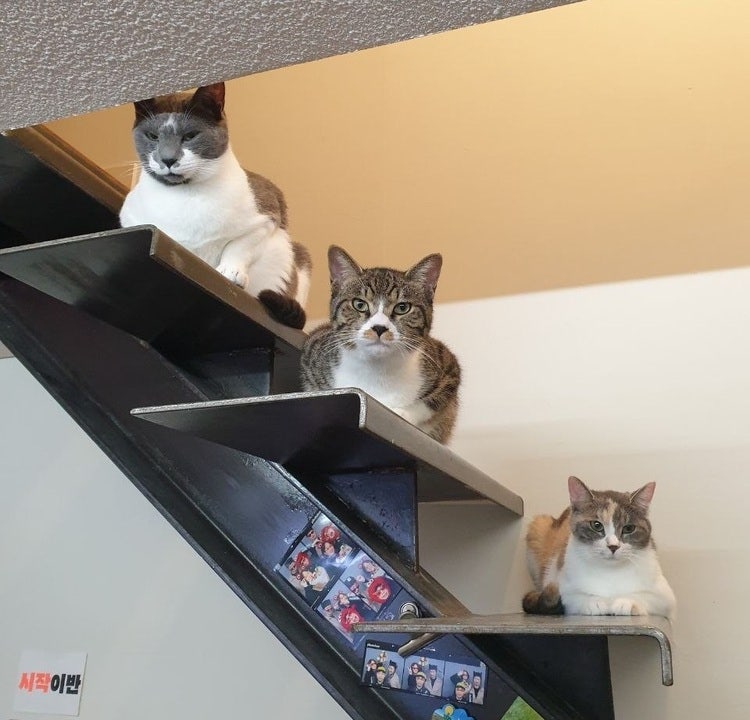 조영주 씨는 청소일을 시작하고 근무 시간을 조정할 수 있게 되자, 길고양이 친구들을 입양하여 살고 있다. (사진-조영주 제공)    