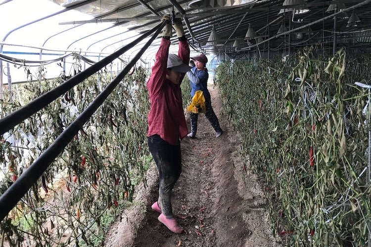 농번기, 성어기 등 농어촌에 일손이 많이 필요한 시기에 외국인 노동자를 국내에 초청하는 ‘외국인 계절노동자 제도’가 점점 확대되어 왔다. 원칙적으로 민간의 중개나 알선, 수수료 수취를 금지하지만, 현실은 ‘브로커’들