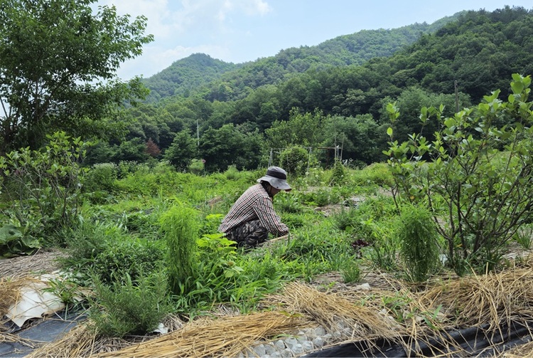횡성 채종포에서 근영 씨가 풀을 뽑고 있다. 다양한 토종씨앗을 뿌려 작물을 재배하고 갈무리하는 채종포에서는 천연 농약을 만들어 쓰고, 돼지감자액, 고사리 삶은 물, 미생물액을 배양해서 물을 준다. (사진 촬영-호미)