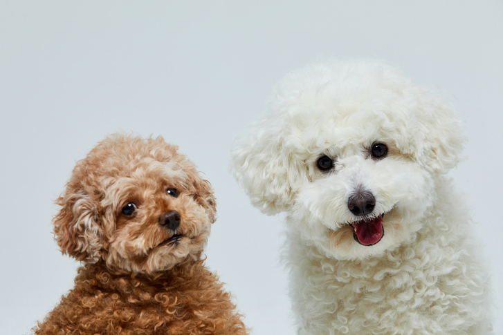ペット犬参考画像/写真=ゲッティイメージバンク