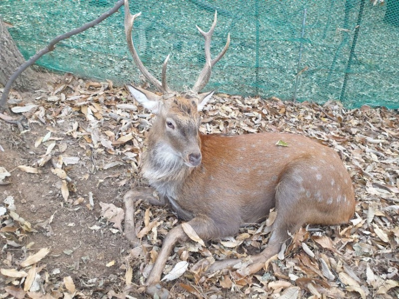 <b>시민</b> 공격 광교 '공포의 <b>사슴</b>' 잡혔다…11시간 잠복 끝 포획