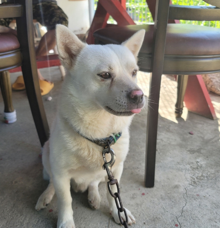 화상을 입기 전, 웃고 있는 몽실이의 모습. 원래는 이리 하얀 개였다./사진=도로시지켜줄개(@everlove8282)