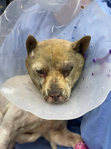 품에 안겨 있는 몽실이. 얼마나 아프고 고단했을지. 살아 있는 게 기적이라고 했다./사진=도로시지켜줄개(@everlove8282)