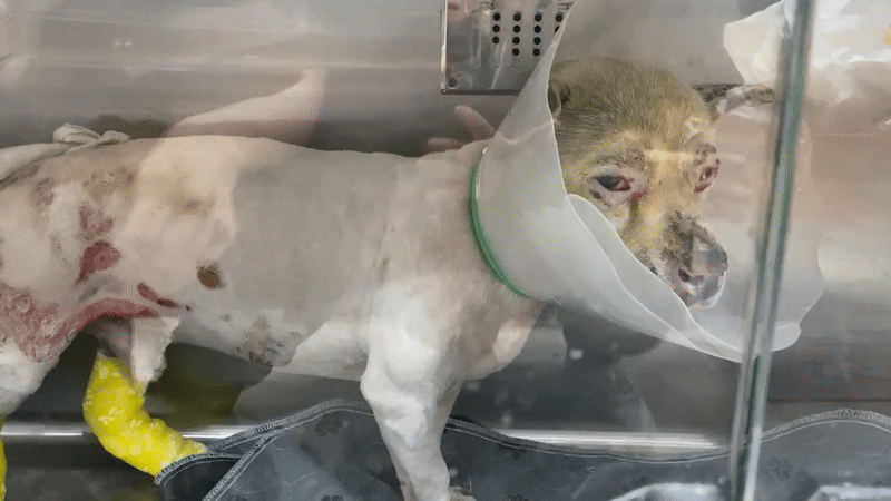 화상 입은 상처가 여전히 아파서, 편히 앉지도 못하고 바들바들 떠는 모습이 애달팠다./사진=괜찮을 거라고, 몽실이를 꼭 안아주고 싶었던 남형도 기자