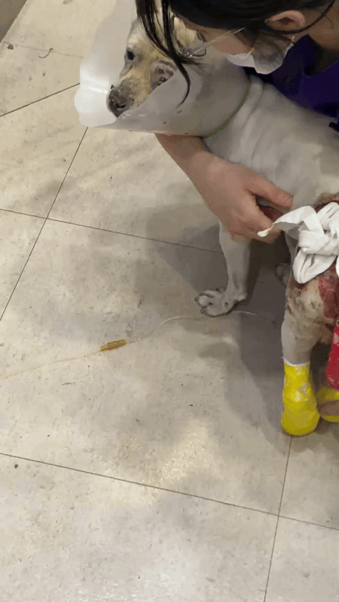 몽실이를 보드랍게 쓰다듬어주던, SNC동물메디컬센터 선생님./사진=남형도 기자