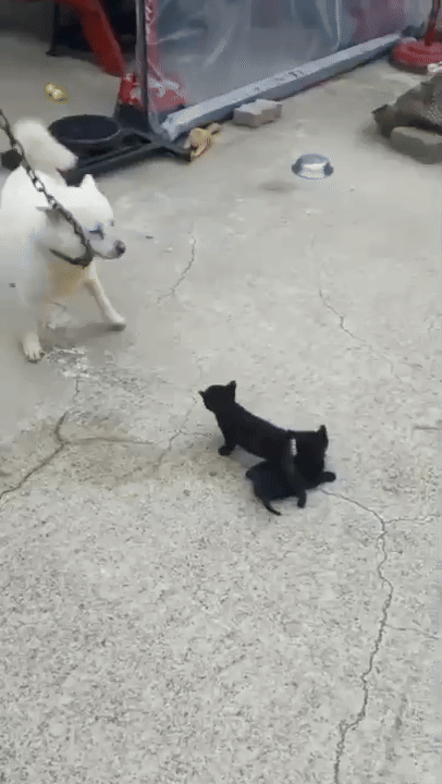 화상의 아픔이 없었을 때, 어린 동물들과 뛰노는 몽실이의 모습./사진=도로시지켜줄개(@everlove8282)