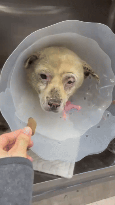 몽실이는 화상 입은 상처를 잘 이겨내고 있다. 간식도 열심히 받아 먹는다. 기사도 잊혀지기 앓기를, 아픈 기록의 힘으로 손톱만큼이라도 나아질 수 있기를. 다신 반복되지 않도록./사진=도로시지켜줄개(@everlove8