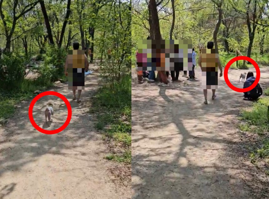 서울의 한 공원에서 반려견 목줄을 하지 않은 견주에게 목줄 착용을 요구했다가 되레 욕설을 들은 사연이 알려졌다.사진은 A씨의 목줄 요청을 받은 B씨가 욕설을 내뱉자 A씨가 B씨에게 아이들이 없는 곳에서 얘기하자고 
