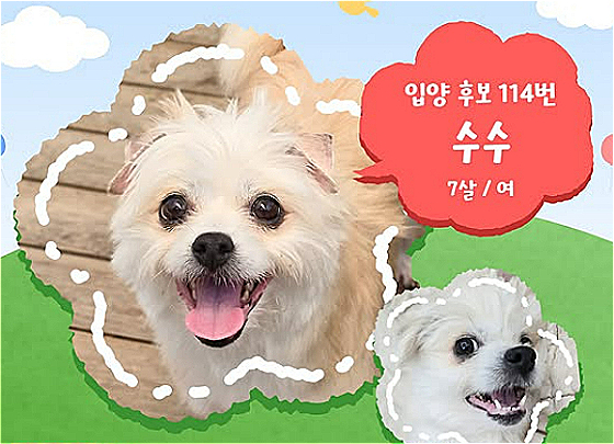 입양후보 114번 강아지 '수수'.17일 열리는 제2회 '핌피입양제'에 가족을 찾으러 온다.평생을 함께해도 좋을 귀한 연이 꼭 닿기를./사진=핌피바이러스,인스타그램(@pimfyvirus)
