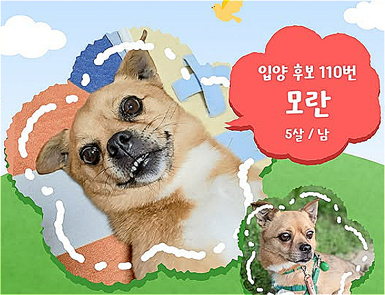 입양후보 110번 강아지 '모란이'.17일 열리는 제2회 '핌피입양제'에 가족을 찾으러 온다.평생을 함께해도 좋을 귀한 연이 꼭 닿기를./사진=핌피바이러스,인스타그램(@pimfyvirus)