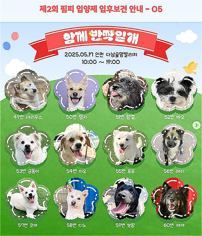 17일 열리는 제2회 핌피입양제에 찾아와,가족을 찾을 예정인 멍멍이들.약 100마리 이상 참석한다./사진=핌피바이러스,인스타그램(@pimfyvirus)