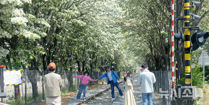[전주=뉴시스] 김얼 기자 = 완연한 봄 날씨가 이어지고 있는 지난 8일 전북 전주시 팔복예술공장 옆 철길에 이팝나무가 만개해 있다.2025.05.08