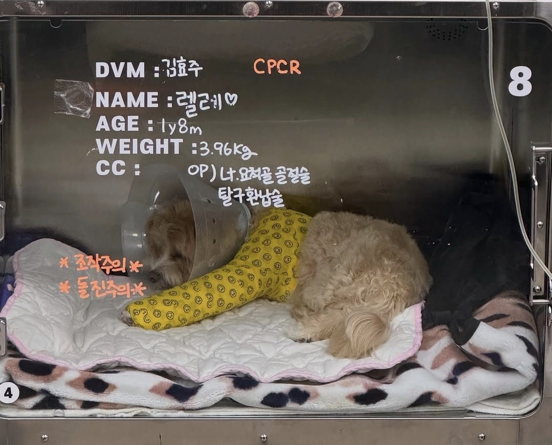 <b>한예슬</b>, 여행 후 날벼락…다리 부러진 <b>반려견</b> CCTV 확인해보니